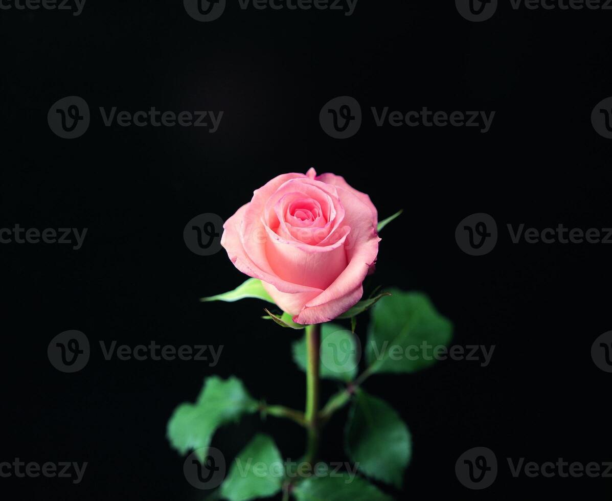 Rose flower close macro view background, roses in detail photo