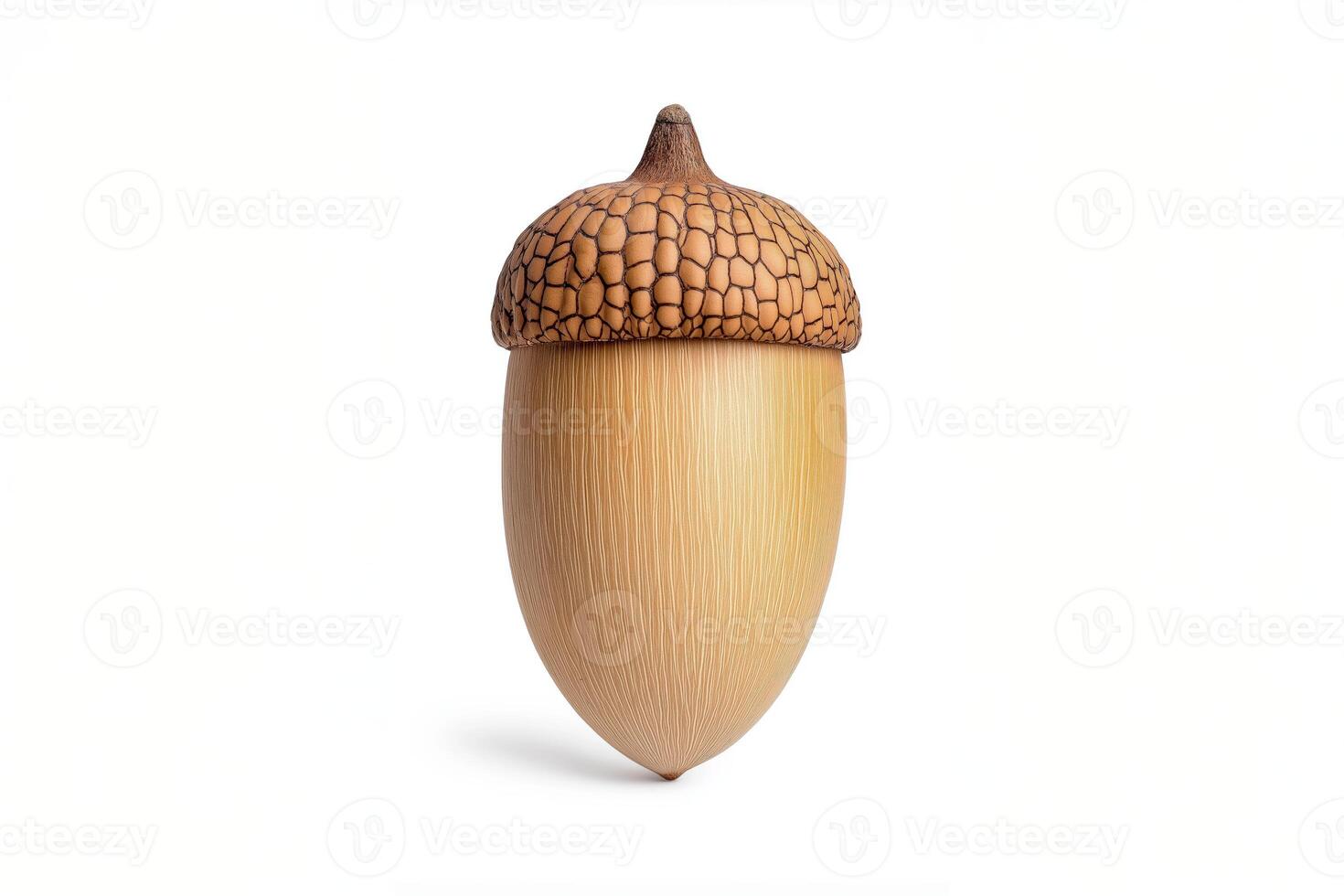 Realistic acorn illustration with a textured cap on a white background. Autumn nature concept for design and print photo