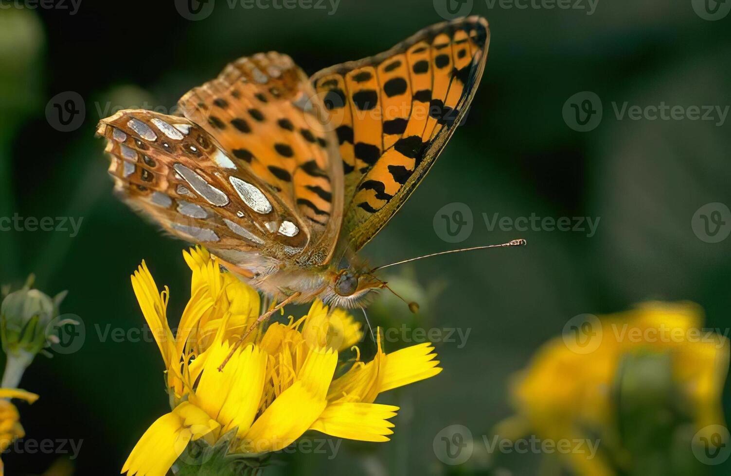 Butterfly in its natural habitat close view background photo