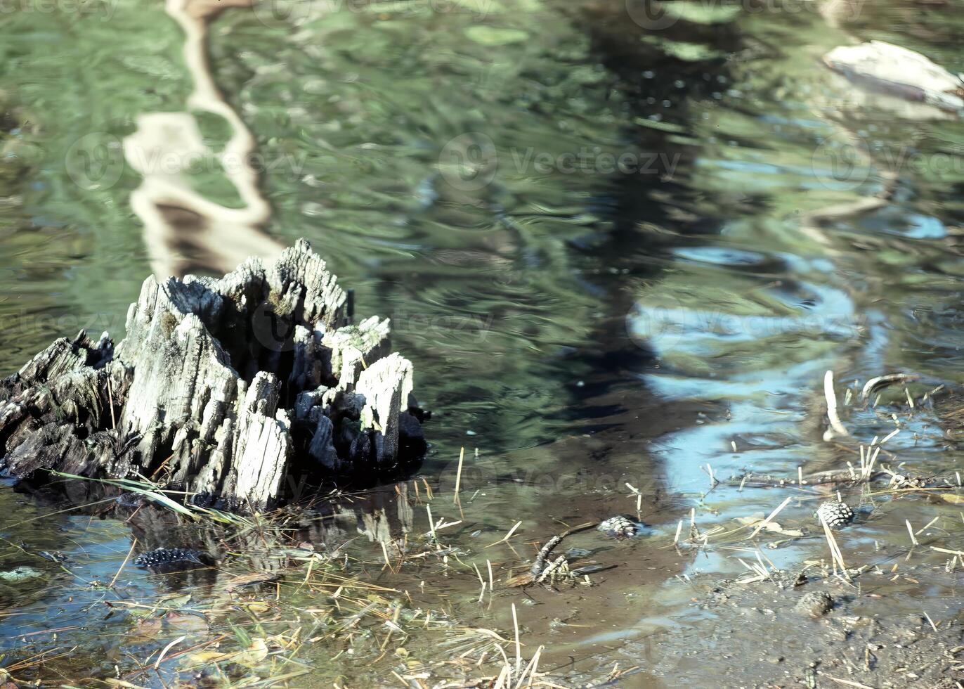 Water, american crocodile and reptile photo