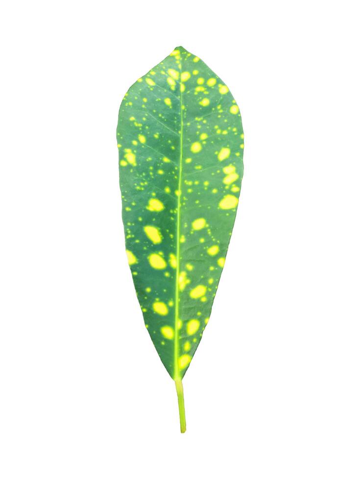 Codiaeum variegatum leaf isolated on white background with clipping paths. photo