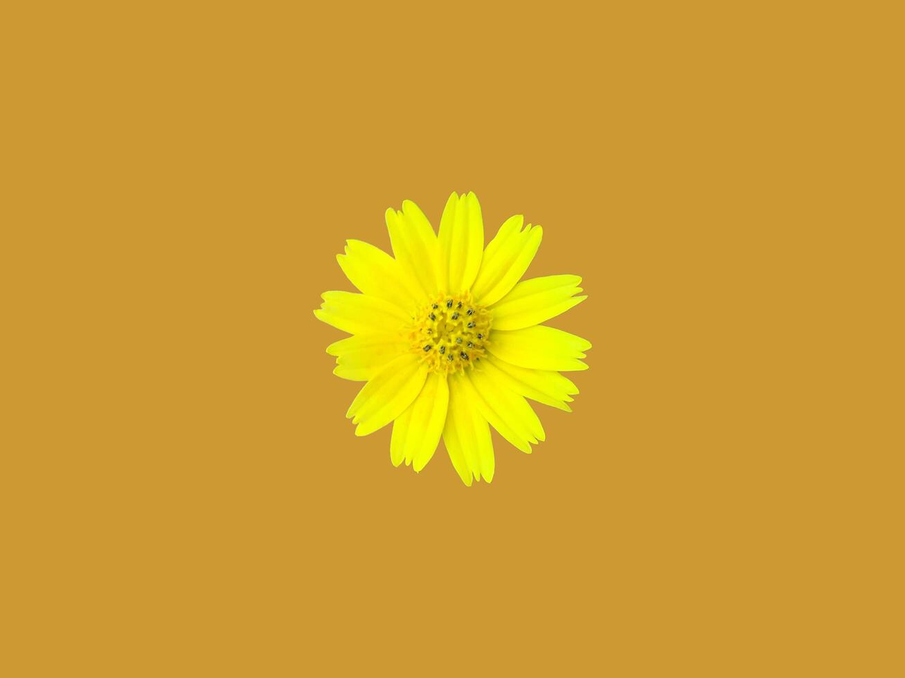 Creeping daisy or Singapore daisy flower head isolated on orange background with clipping paths. photo