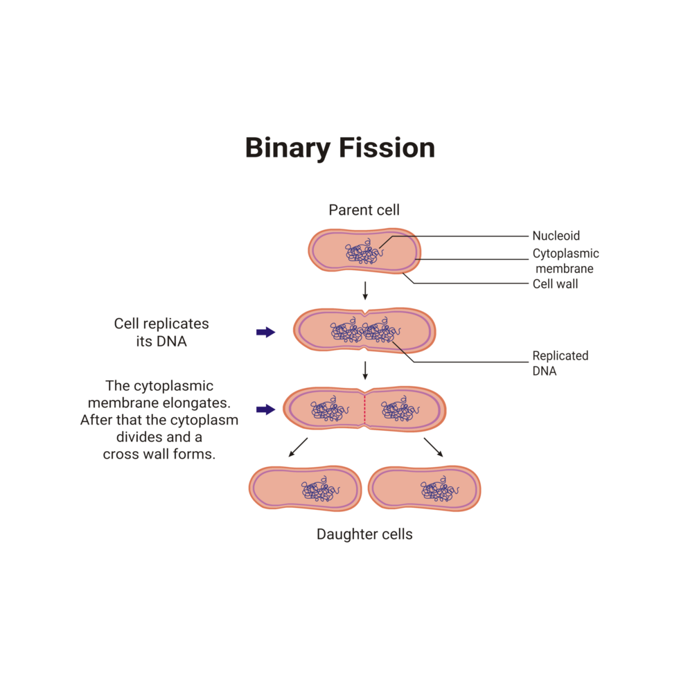 Binary fission process of cell reproduction in the division stages diagram png