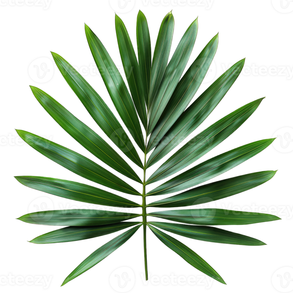 Large green palm leaf isolated on transparent background cutout png