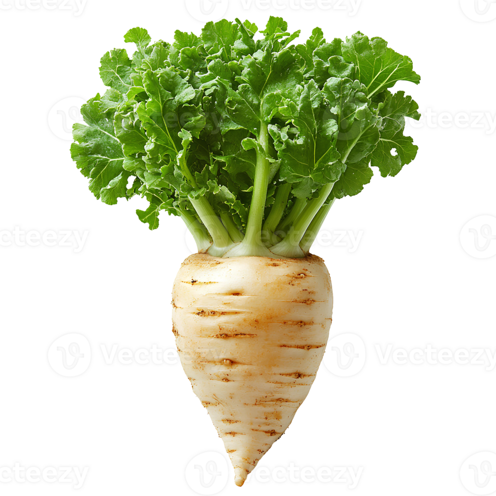 Pastinake . Pastinake Gemüse oben Aussicht . völlig gewachsen Pastinake Gemüse eben legen isoliert. organisch, Vegetarier und vegan Pastinake . Wurzel Gemüse Pastinake isoliert png