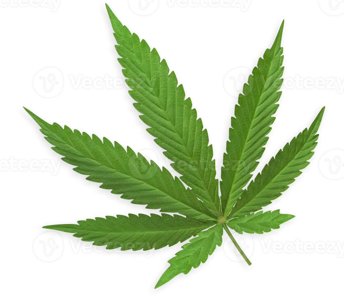 cannabis leaf isolated with shadow png