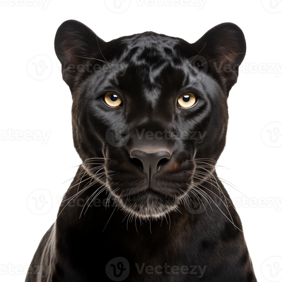 Panther Face Shot Isolated on Transparent Background png