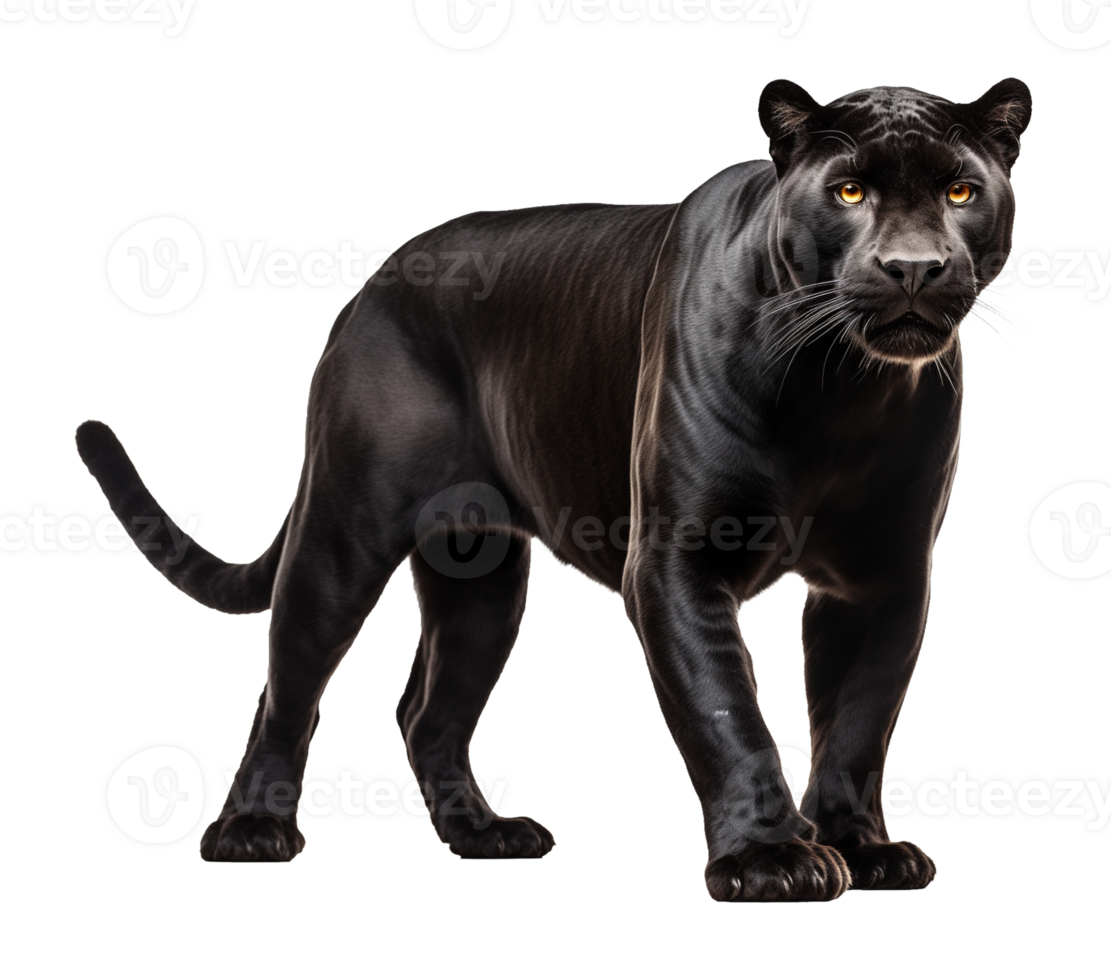 Black Panther Isolated on Transparent Background png