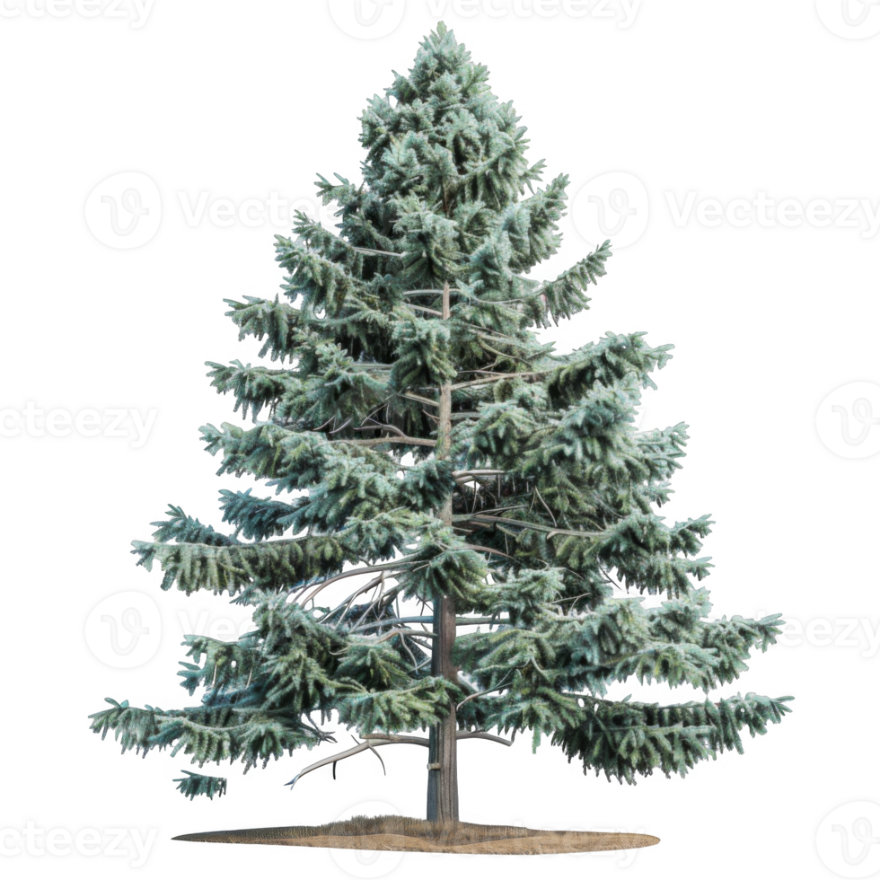 A Tall, Green Evergreen Tree with Frost on Its Needles png