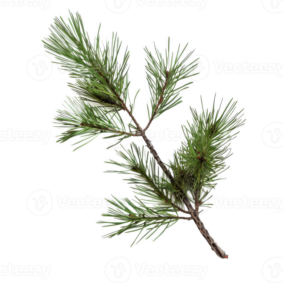 A Pine Branch with Needles and Buds png