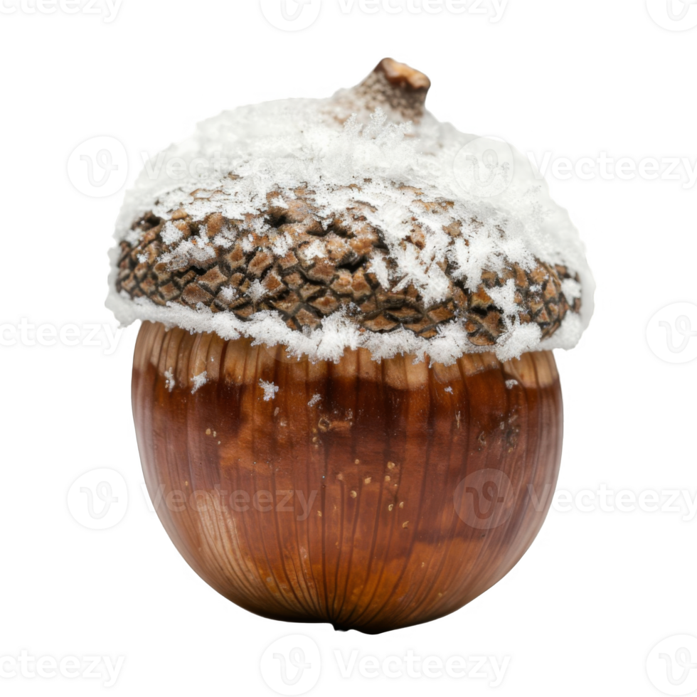 A Single Acorn Covered in Snow png