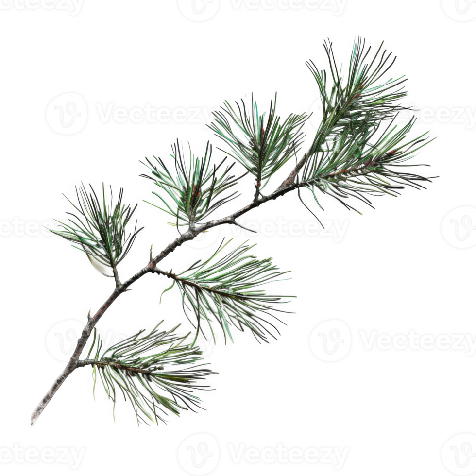A Branch of Pine Needles Against a Black Background png