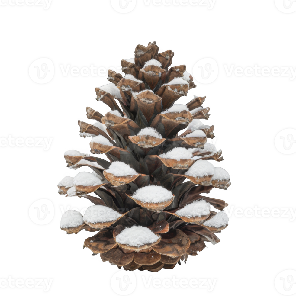 A Pine Cone Covered in Snow Against a Black Background png