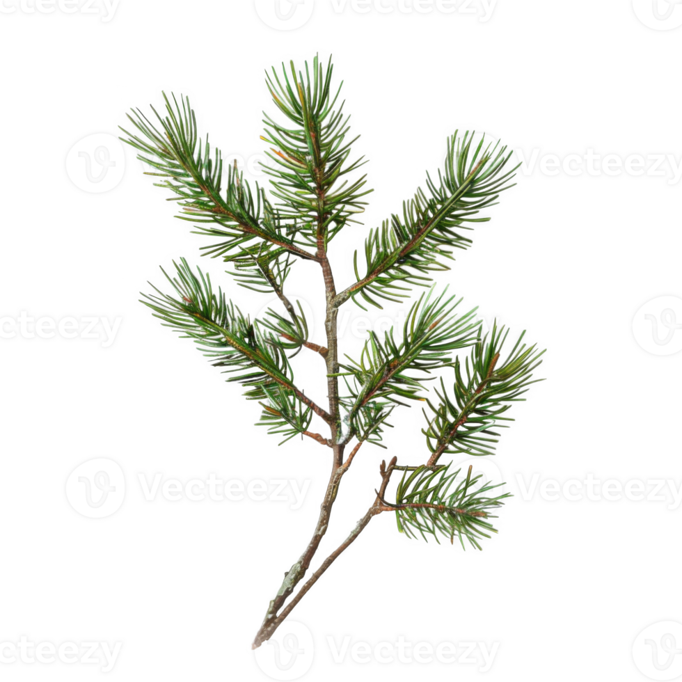 Green Evergreen Branch with Multiple Sprays png