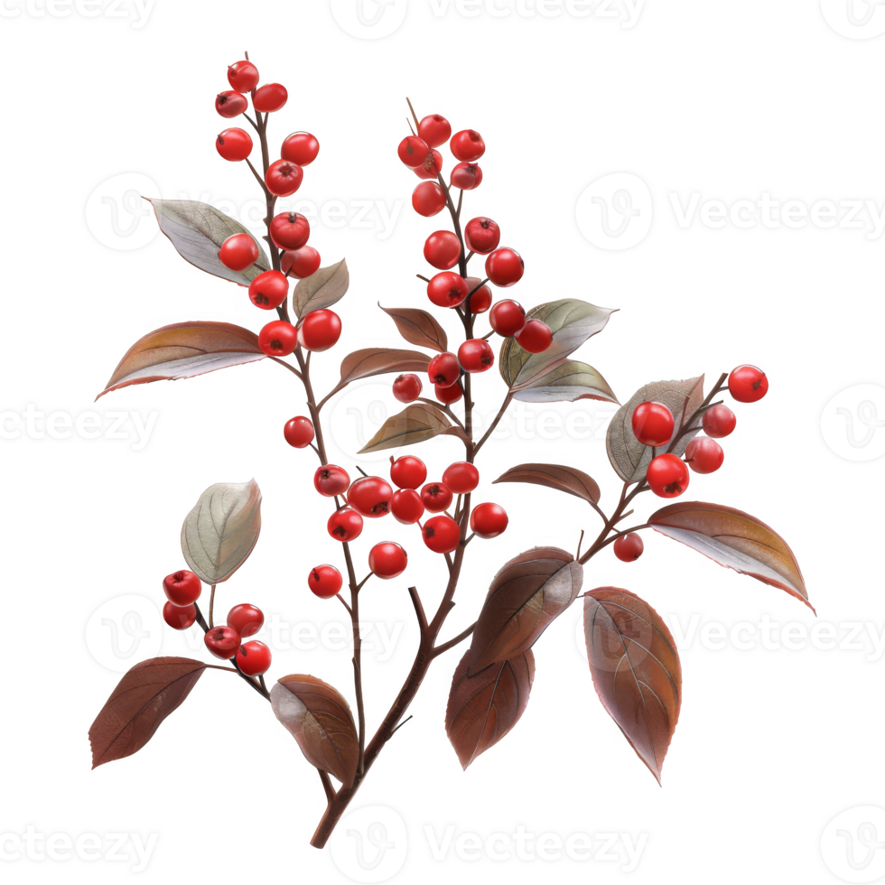 A Branch of Red Berries with Brown Leaves png