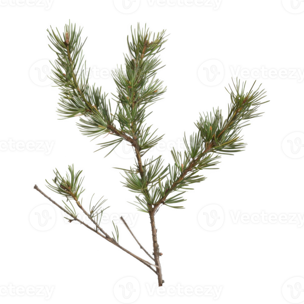 Close-up of a Pine Tree Branch with Green Needles and Small Brown Buds png