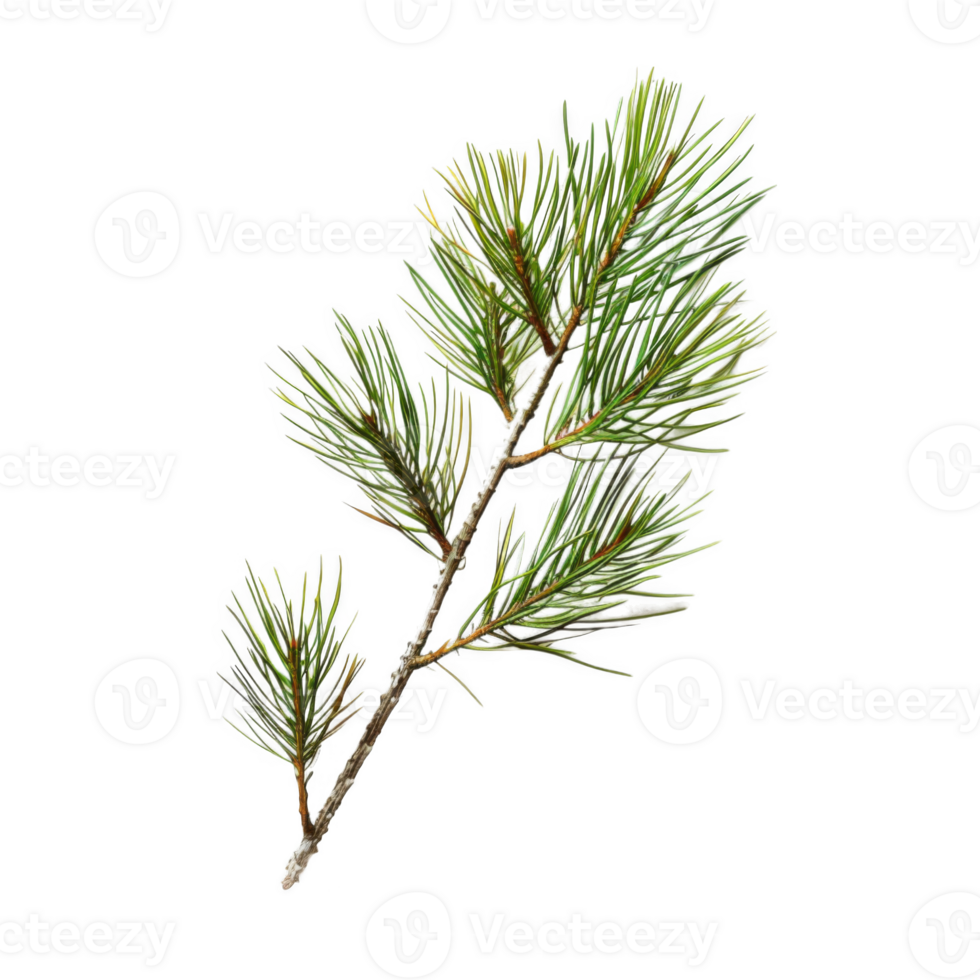 Close-up of a Pine Tree Branch with Green Needles png