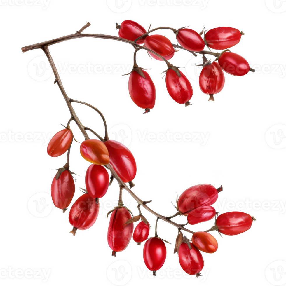 Red Berries on a Branch with Black Background png