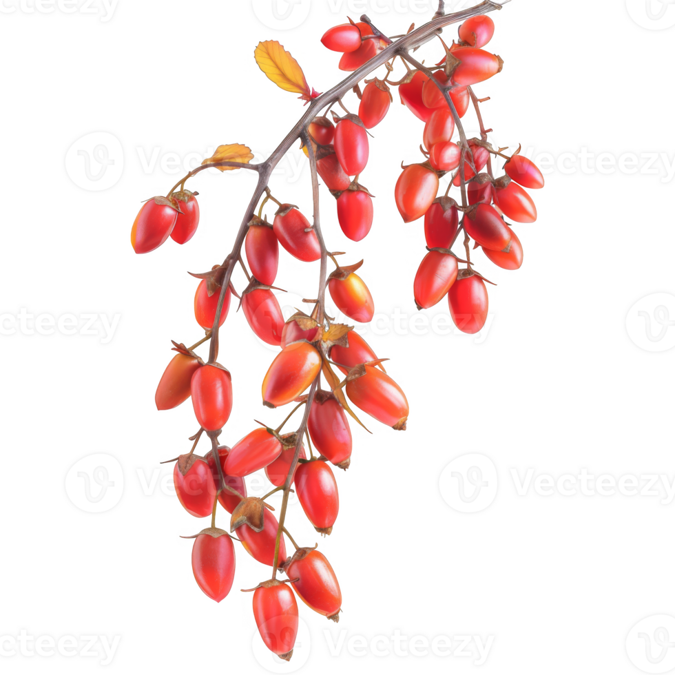 Red Berries on a Branch with Black Background png