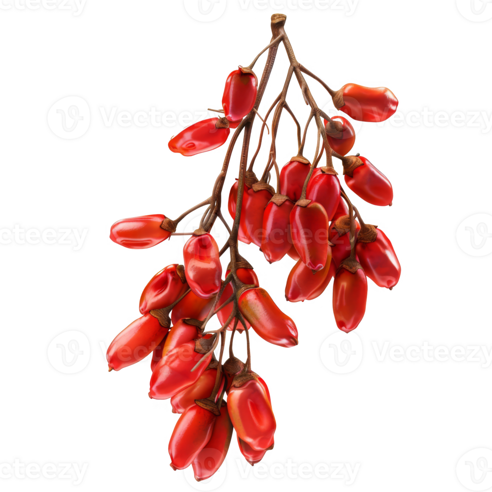 Branch of Red Goji Berries on Black Background png