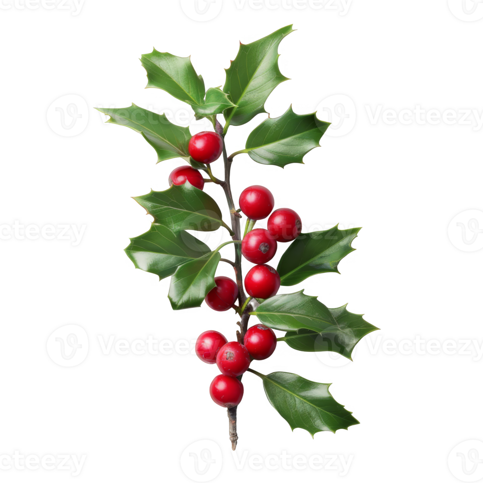 Sprig of Holly with Red Berries png
