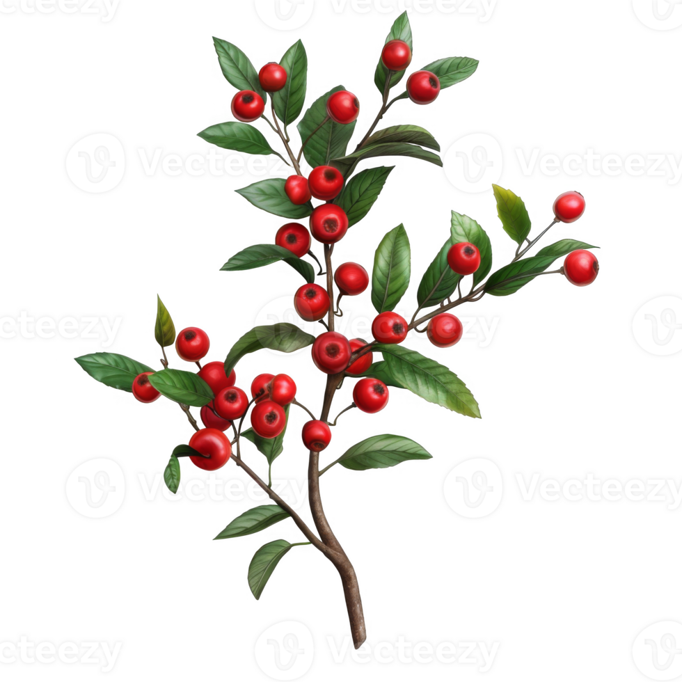 A Branch of Red Berries with Green Leaves Against a Black Background png