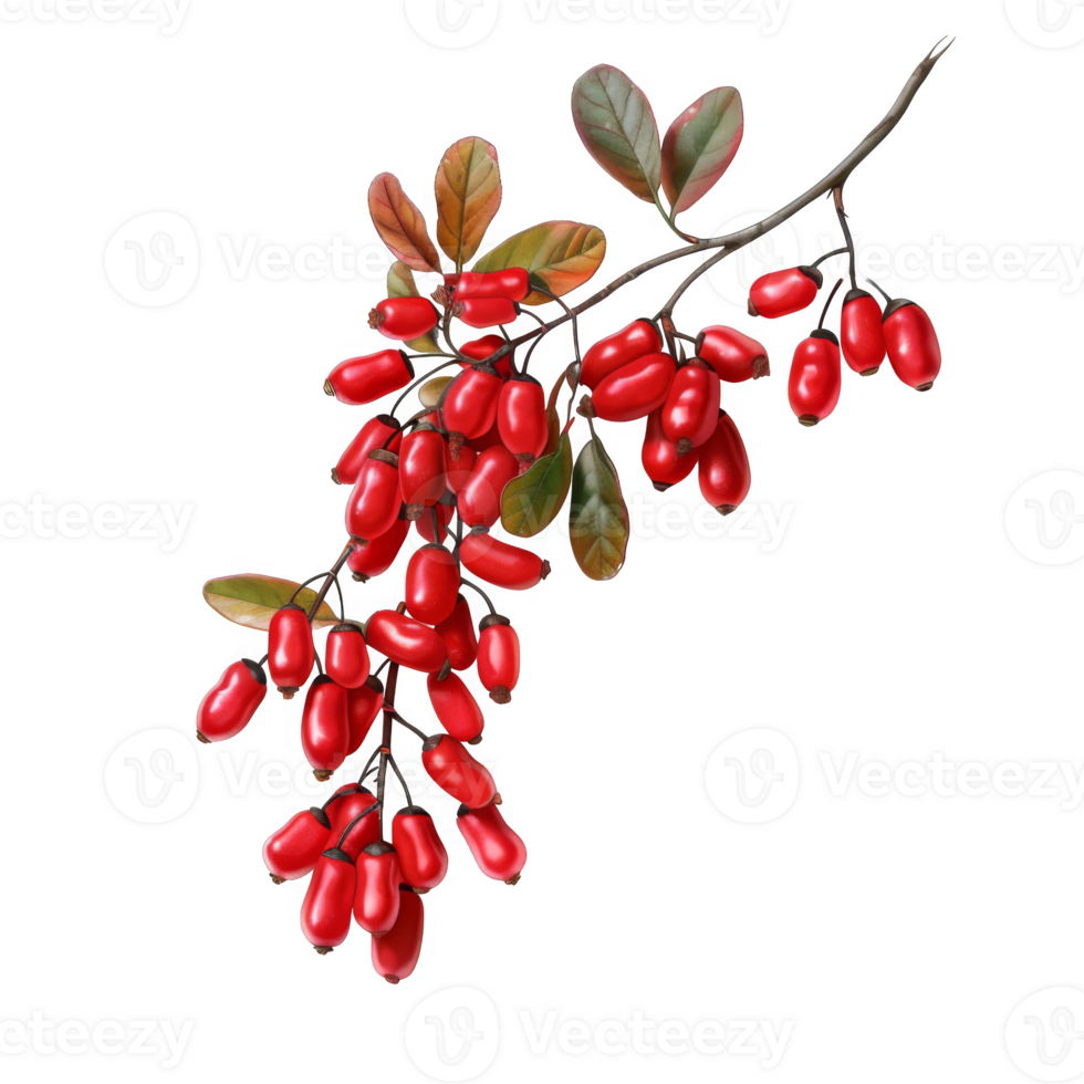 Red Berries on a Branch with Green Leaves png