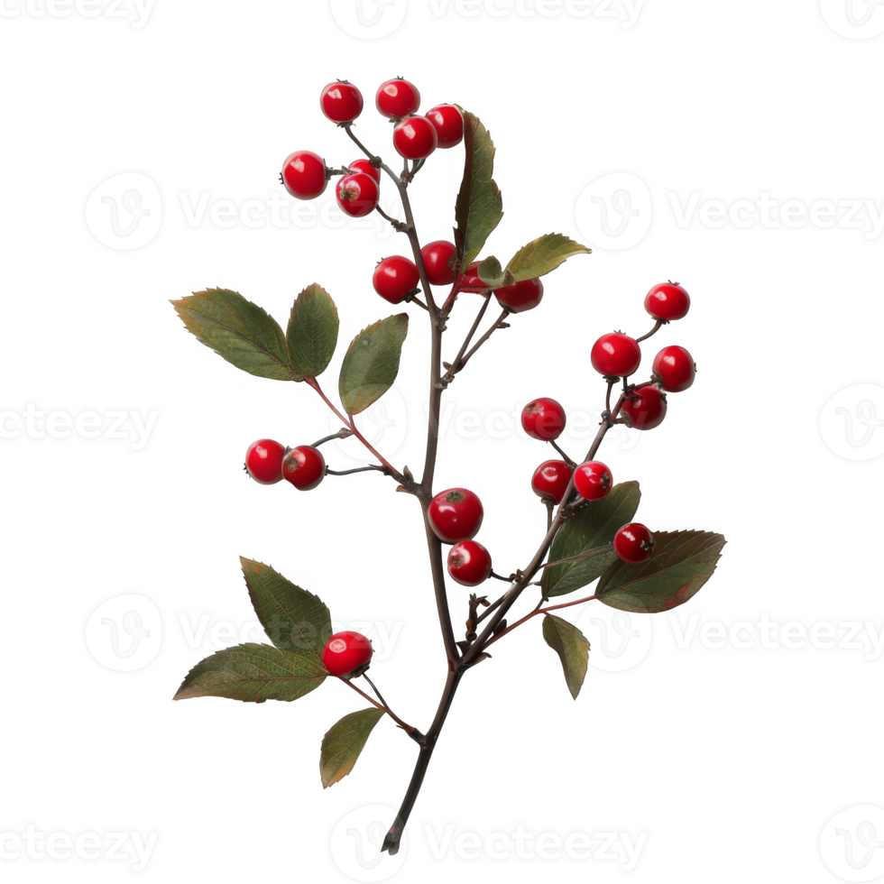 Sprig of Red Berries with Green Leaves png