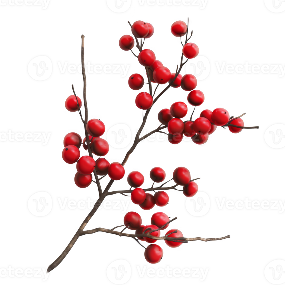 Red Berries on a Branch Against a Black Background png