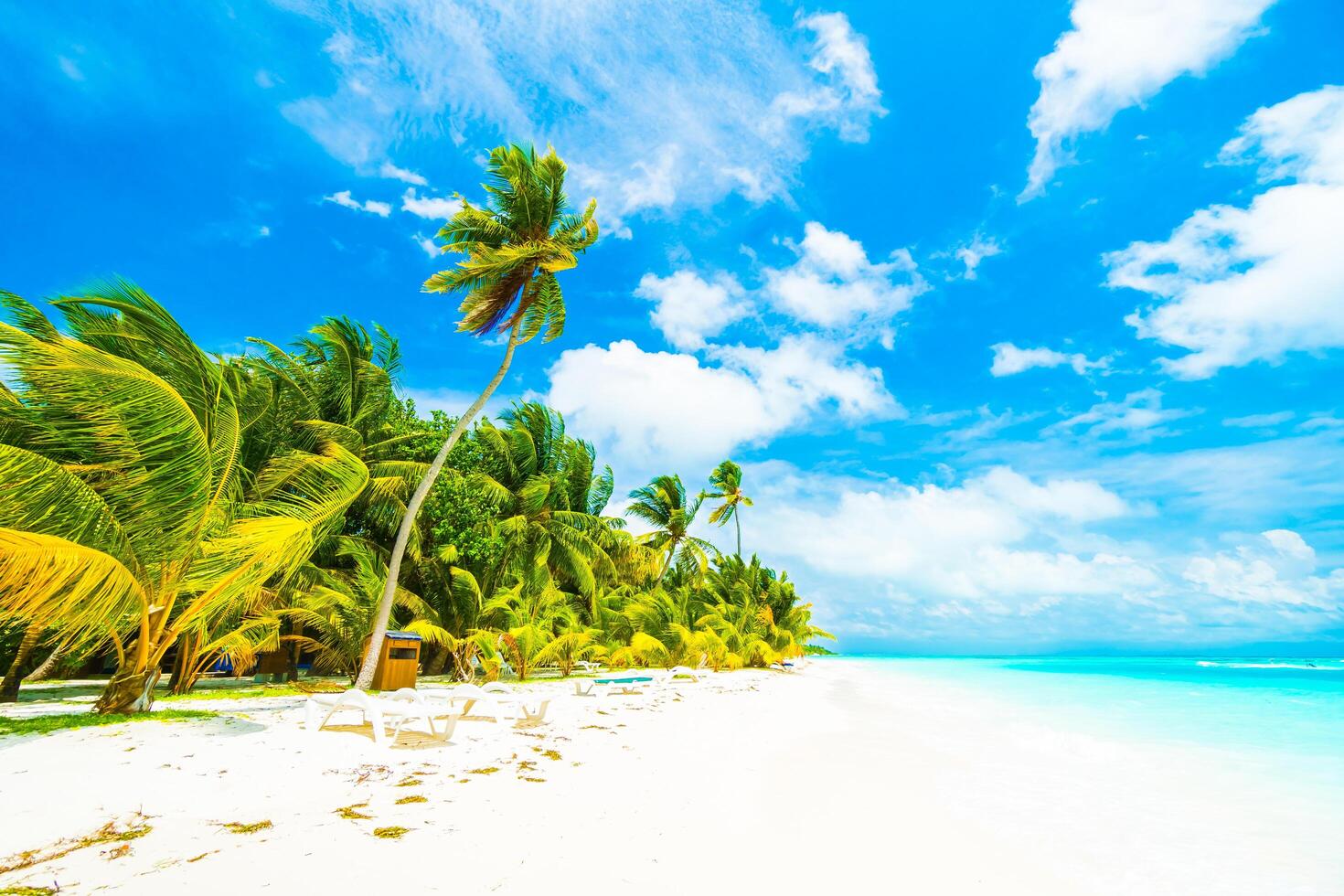 A beach with palm trees and a blue sky photo
