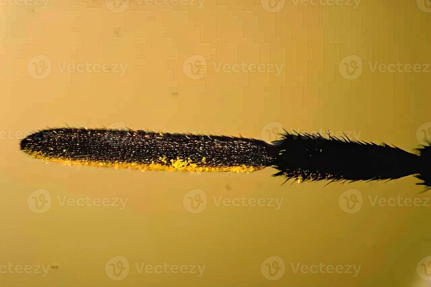 Insect on Colorful Ink. A Macro Photography Shot of a Feathered Writing Tool photo