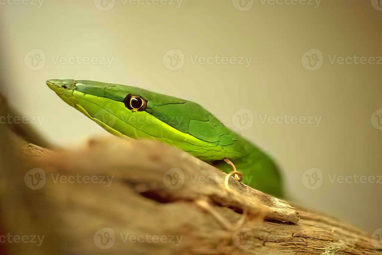 A Close-Up of a Smooth Green Snake among Plants in its Natural Habitat photo