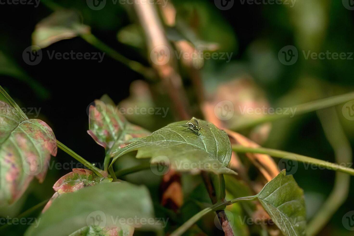 Insect on Leaf of Flowering Plant with Twig and Grass Background photo