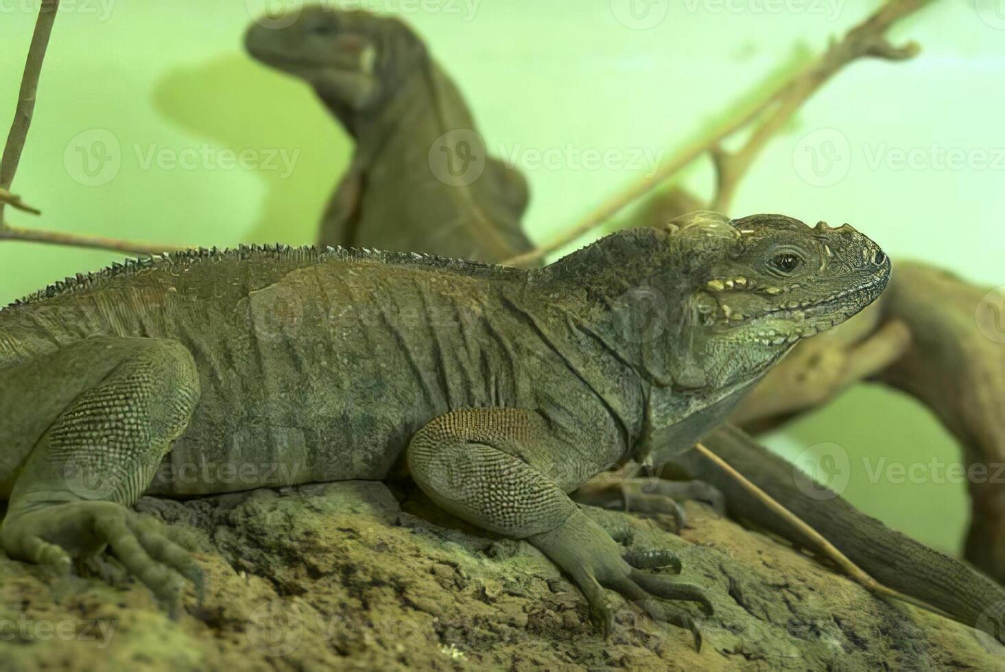 Iguana Relaxing on a Branch in the Sunlight photo
