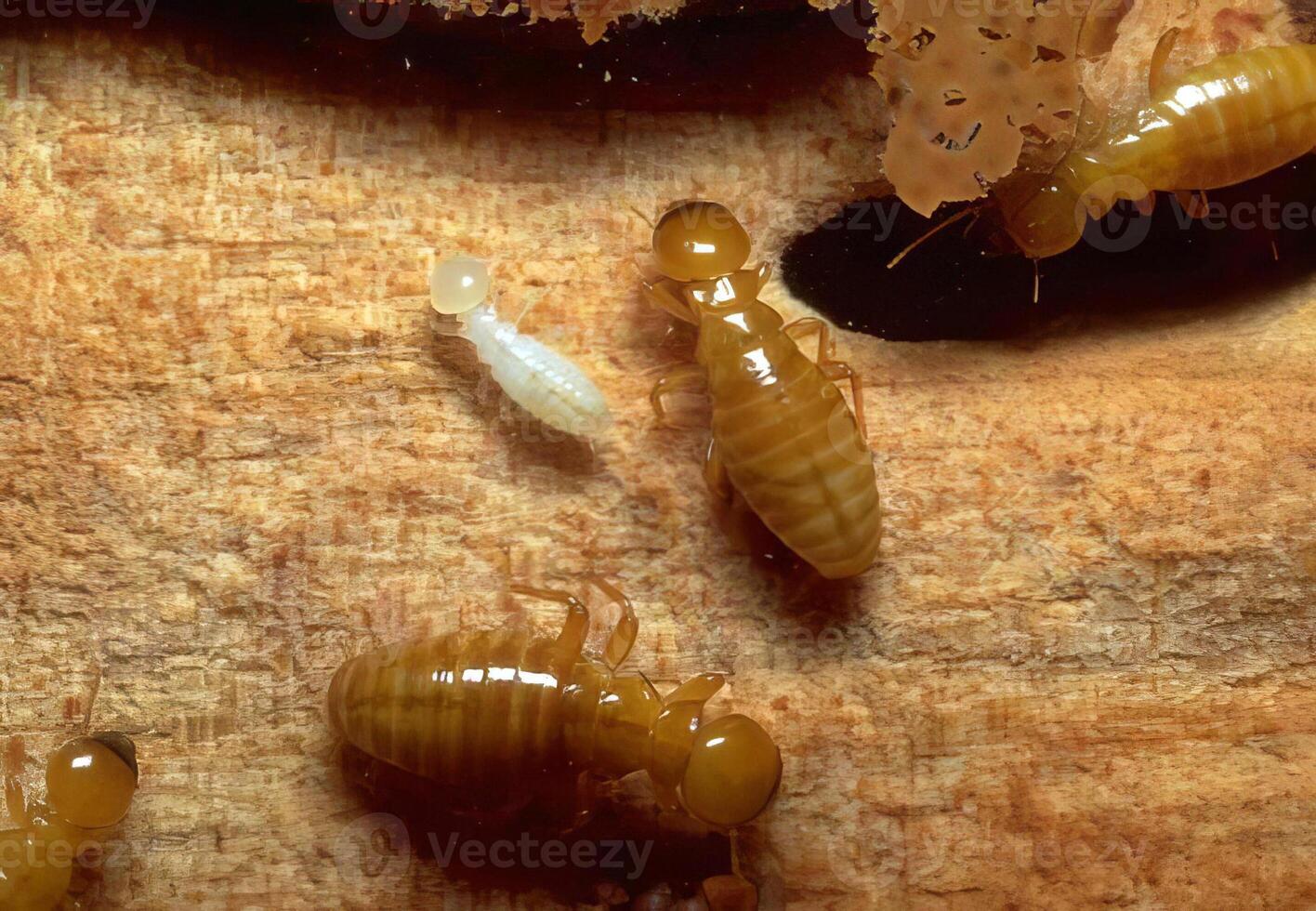 Isopod Crawling on a Leaf. A Close-Up of a Common Insect photo
