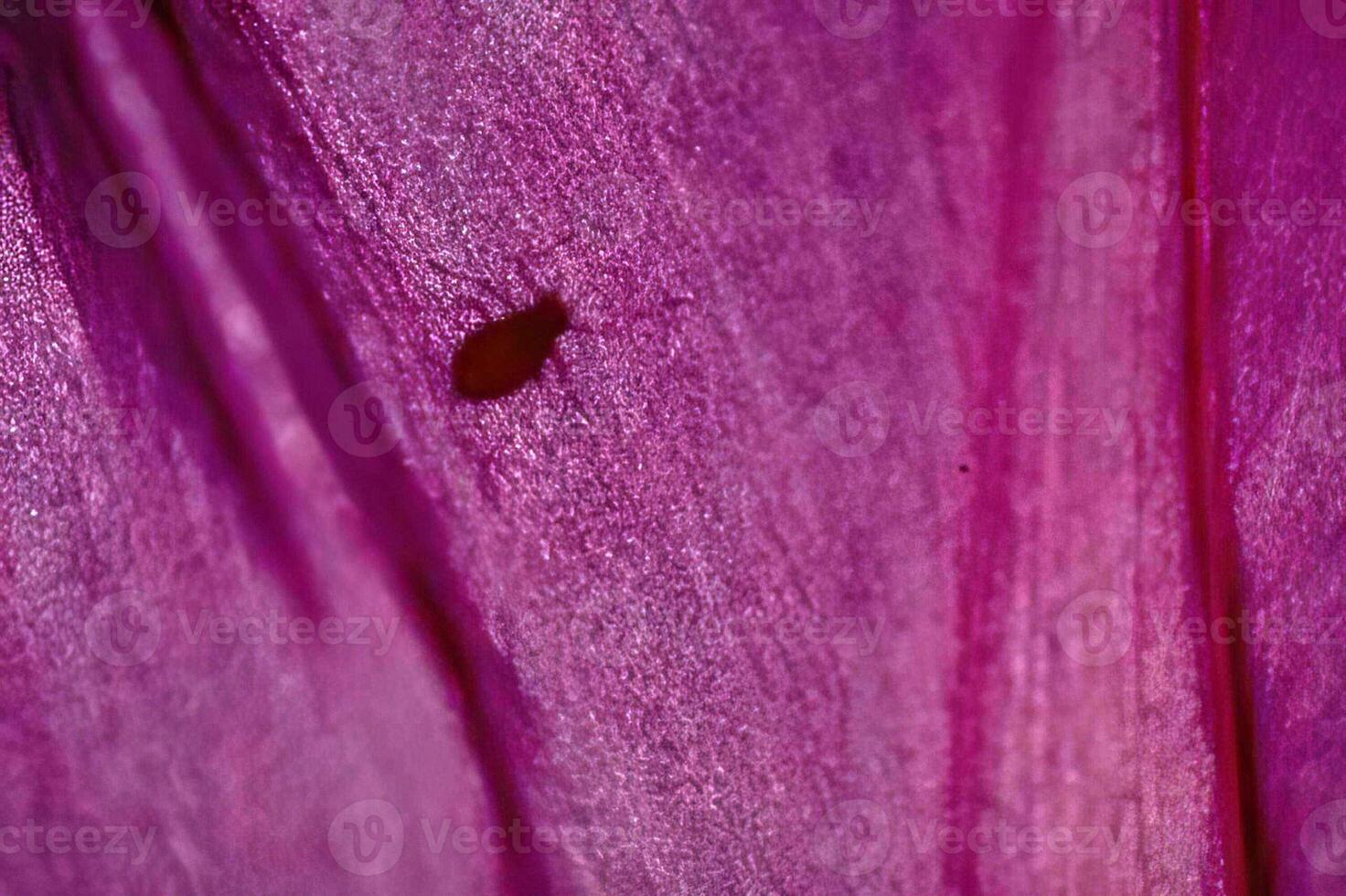 Vibrant Purple Flowers with Insects on a Wooden Surface photo
