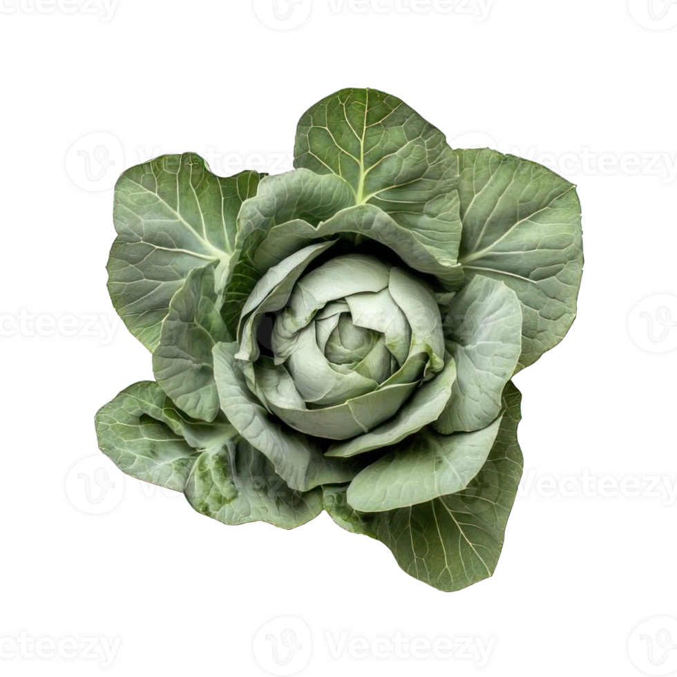 Collection of . A Green Cabbage, isolated on a transparency background. png