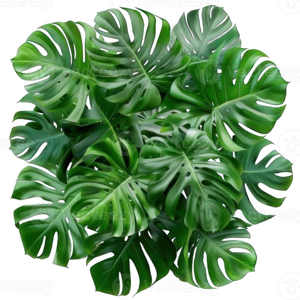 Collection of . Green Leaves of Tropical Plants Bush Monstera Palm, isolated on a transparency background. png