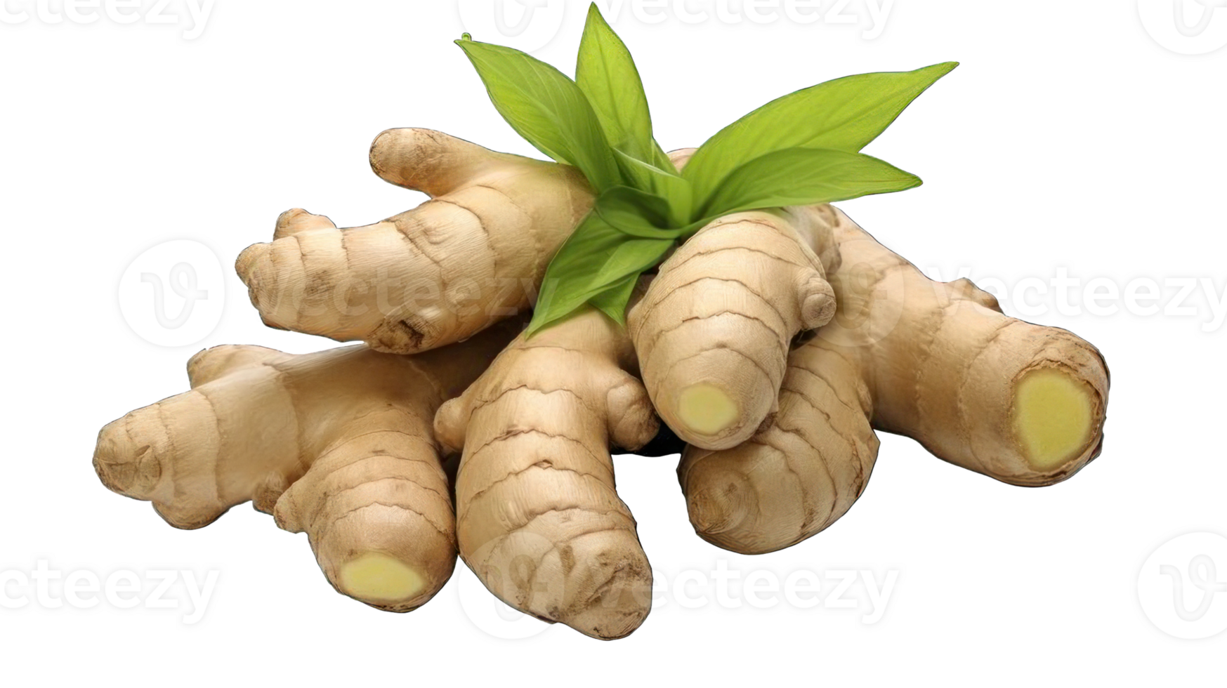 Collection of . Ginger, isolated on a transparency background. png