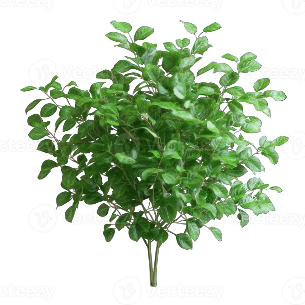 Collection of . Green Bush Rounded, isolated on a transparency background. png