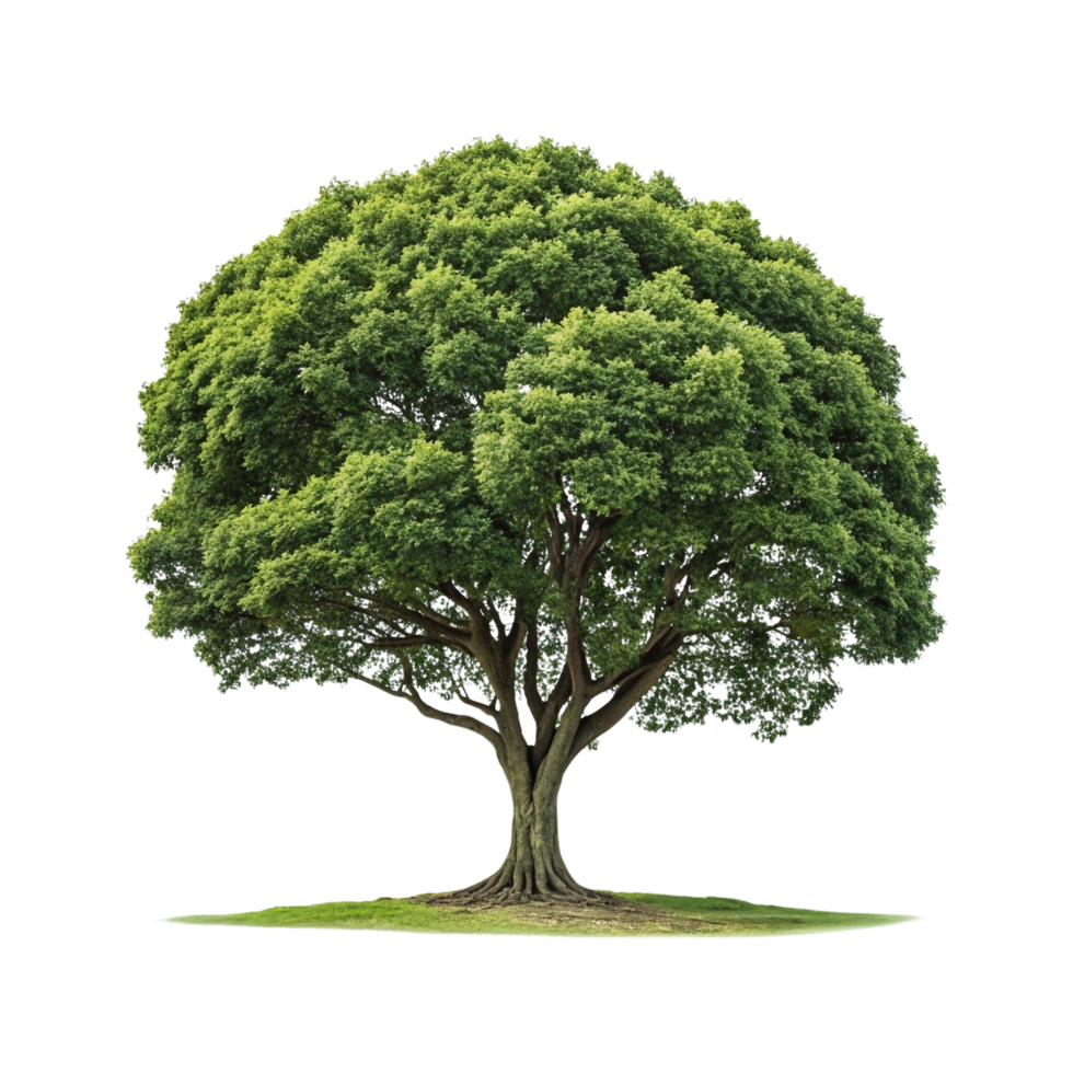 A tree with green leaves isolated on transparent background png