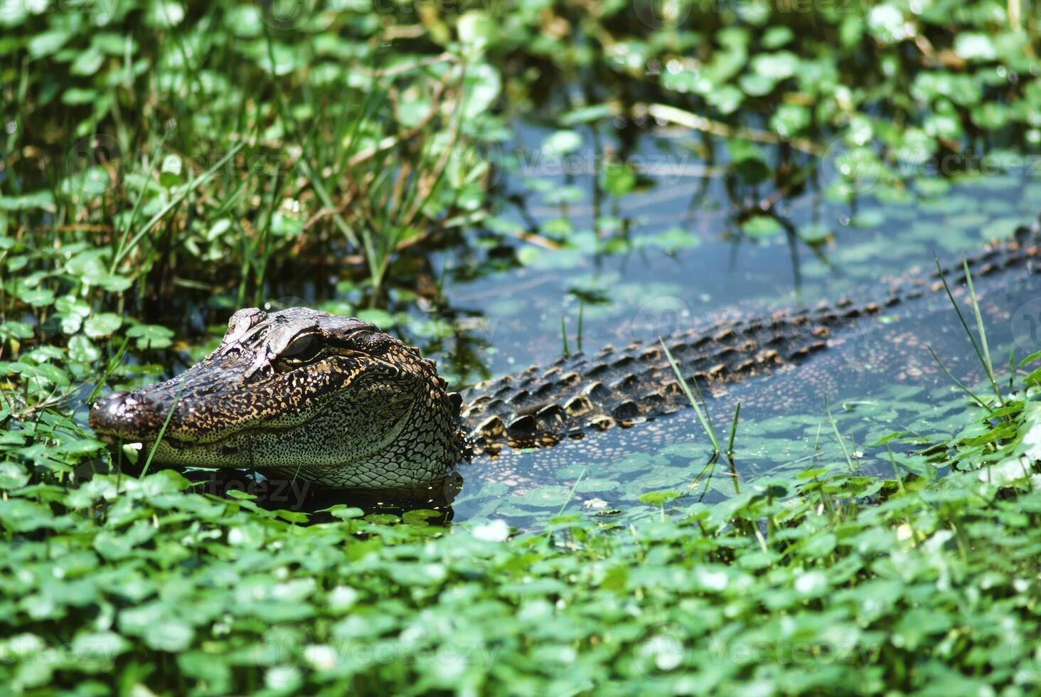 Serene Habitat. American Alligator and Nile Crocodile in Tranquil Waters photo