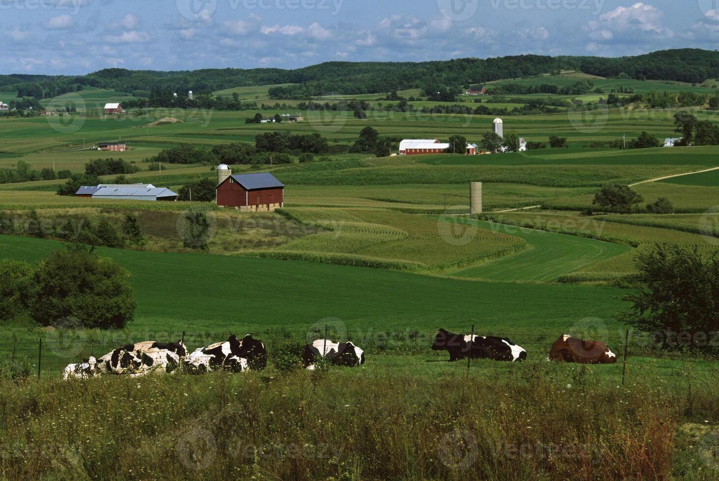 Highland Ecosystem with Verdant Flora Under a Cloudy Sky photo