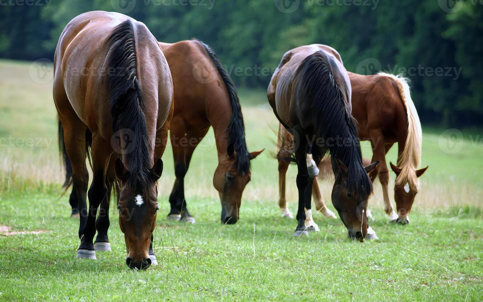 Sorrel Horse Grazing in a Serene Natural Landscape Under the Shade of a Tree photo