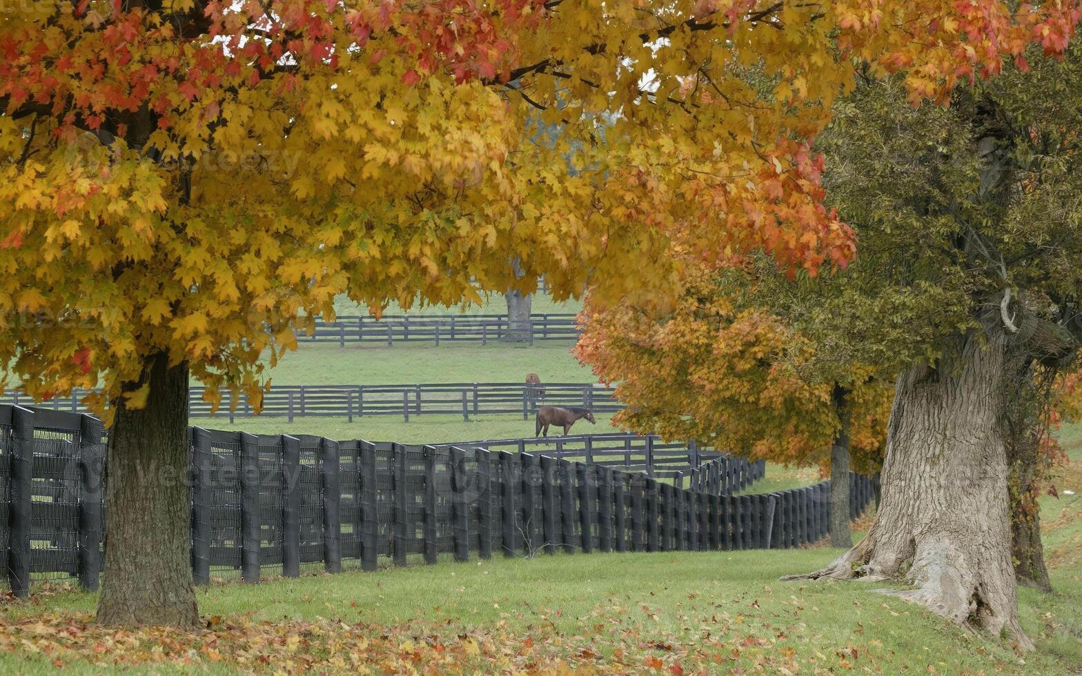 Lush Greenery Framing a Serene Natural Landscape with Leafy Branches and Rustic Fence photo