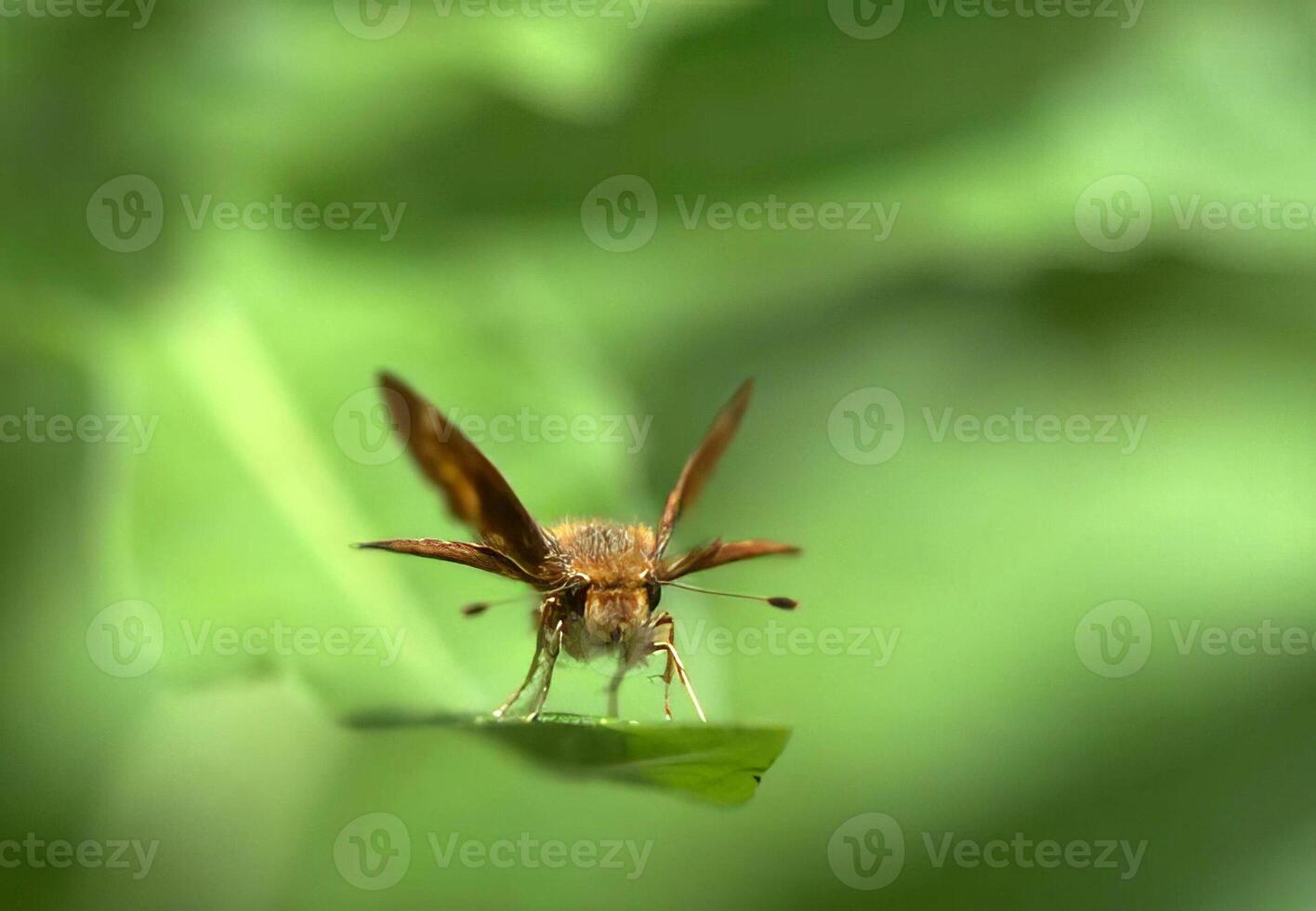 Colorful Butterflies and Bees on Vibrant Flowers photo