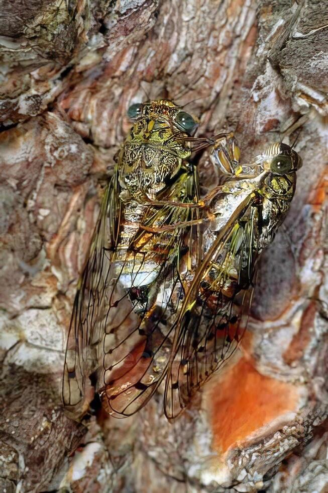 Close-up of an Insect on a Tree Trunk photo