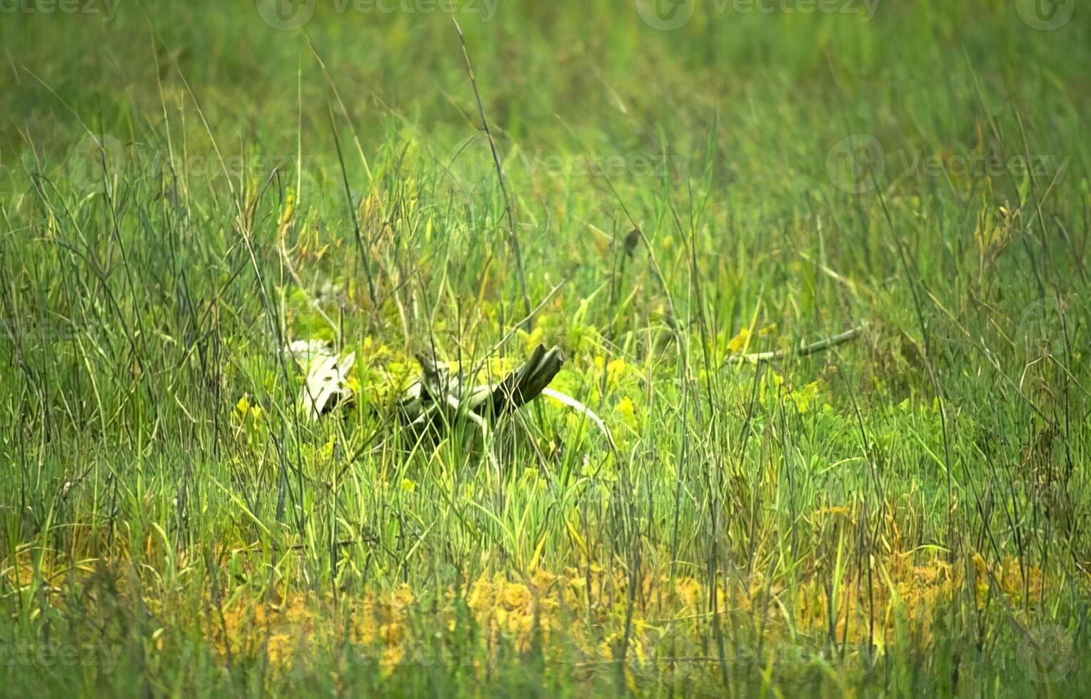 People Enjoying a Scenic Natural Landscape in a Grassland photo