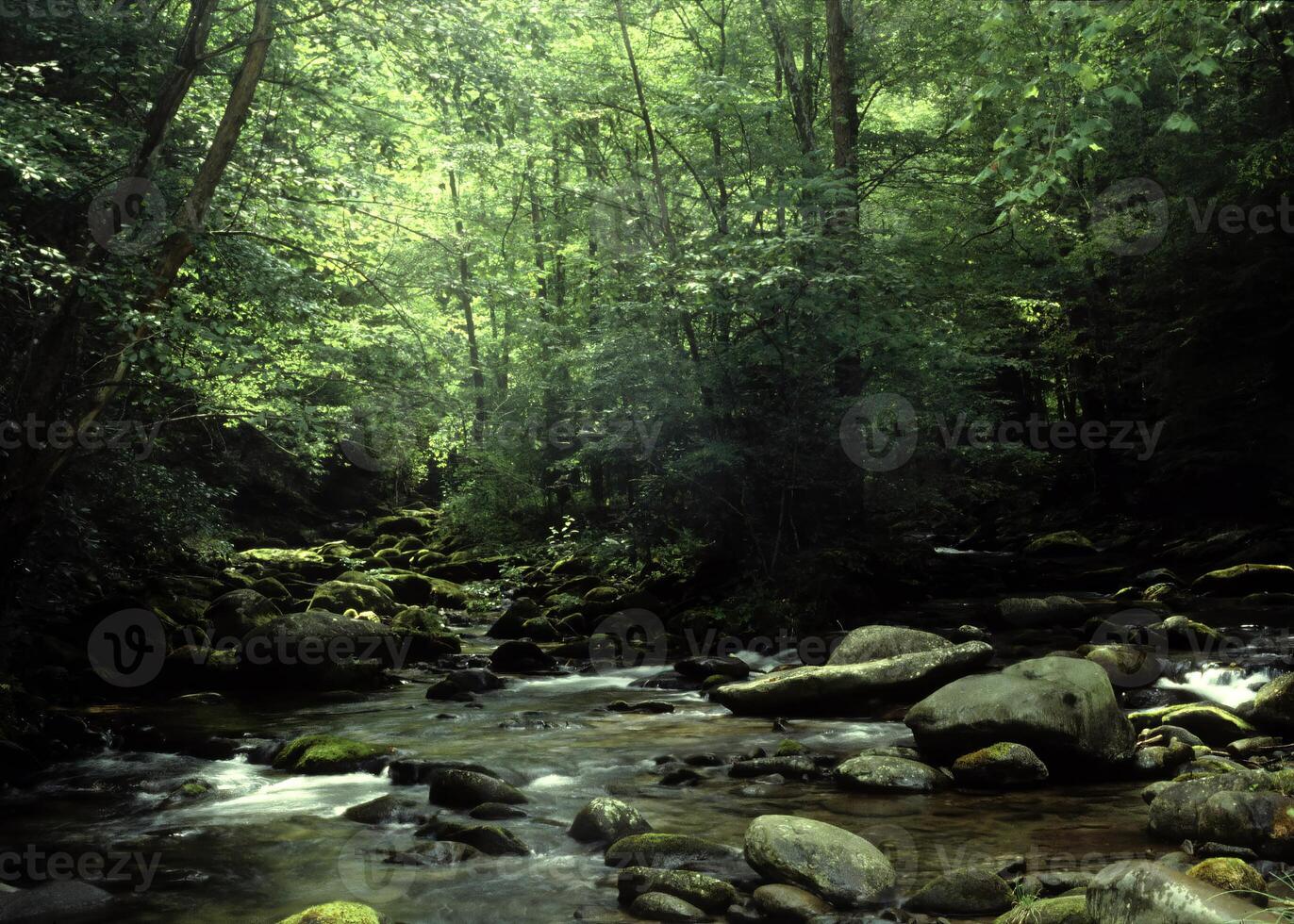 Serene Waterway Surrounded by Diverse Plant Communities and Rustic Tree Branches photo