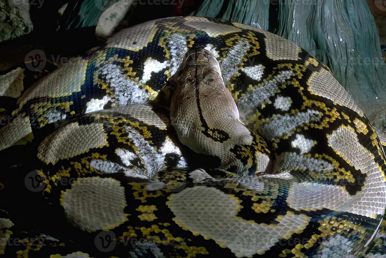 Majestic Python with Intricate Scale Patterns in Natural Habitat photo